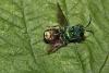 Chrysis comparata